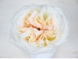 Premium Scented Garden Rose White O’Hara